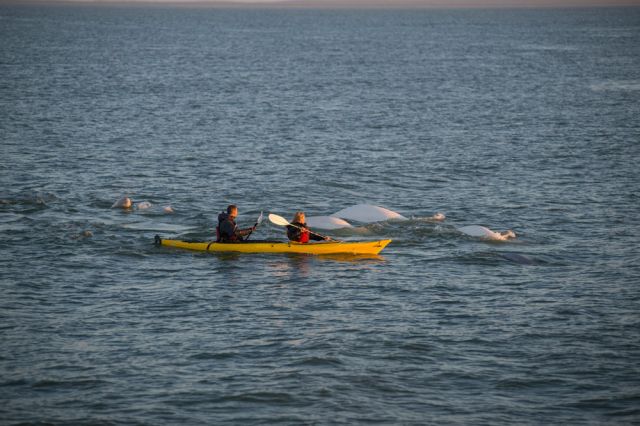 beluga whale swimming hudson bay arctic water canada kayaking Manitoba