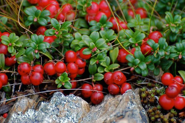 newfoundland food foodies eat dine traditional patridgeberry patridgeberries jam health