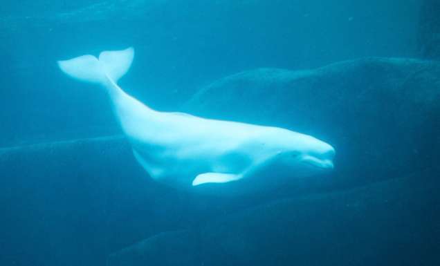 beluga whale swimming hudson bay arctic water canada Manitoba