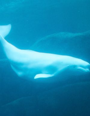beluga whale swimming hudson bay arctic water canada Manitoba