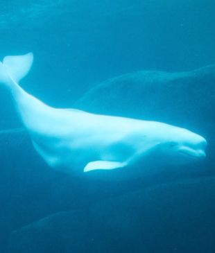 Snorkelling with the belugas of Hudson Bay