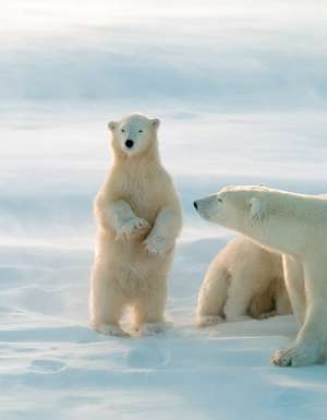 Churchill Manitoba Polar bears