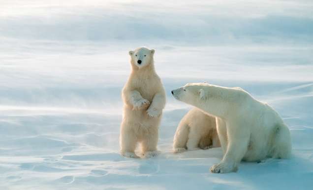 Churchill Manitoba Polar bears