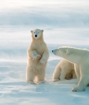 13 things to know about Churchill’s polar bears