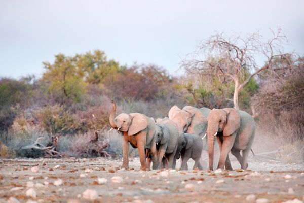 African elephants in the wild