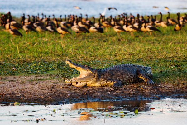 saltwater crocodile can be seen in Kakadu National Park.