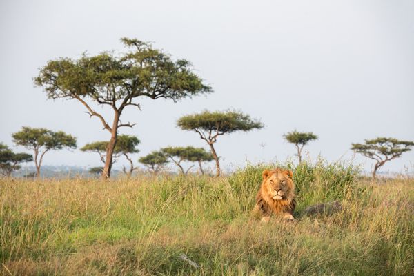 A solo male lion in the Maasai Mara National Reserve in Kenya.