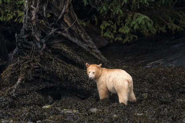 Kermode (Spirit Bear) in the Great Bear Rainforest, Canada