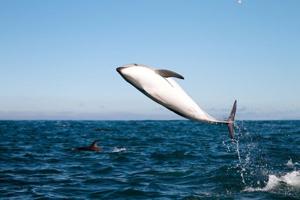 dusky dolphins Kaikoura in New Zealand