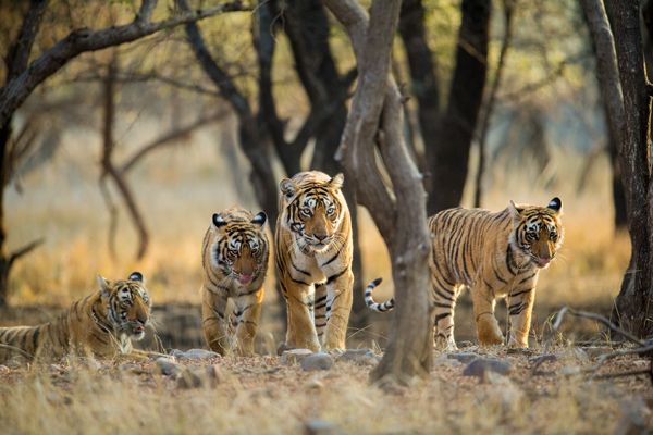 Take a safari in Ranthambore National Park in India