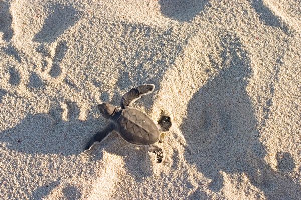 A green sea turtle hatchling in the Great Barrier Reef.