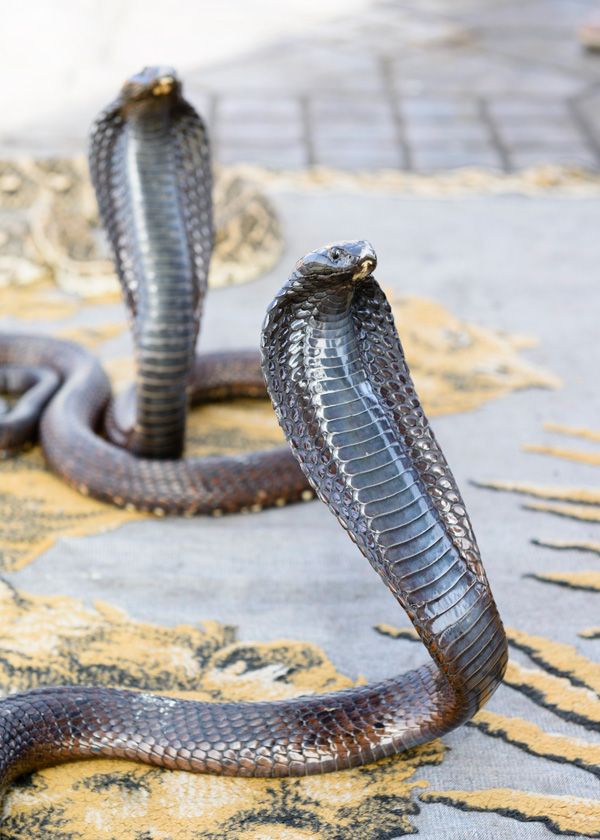 Cobras raised by snake charmers in Marrakech, Morocco.