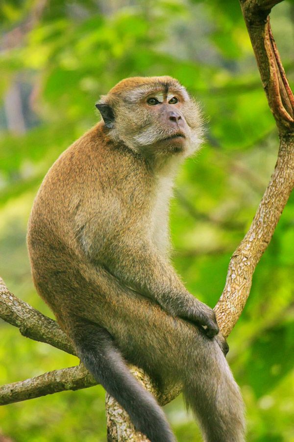 Crab-eating-macaque-Gunung-Leuser-National-Park-Bukit-Lawang-Sumatra-Indonesia