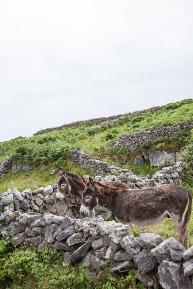 livestock farm donkeys ireland island