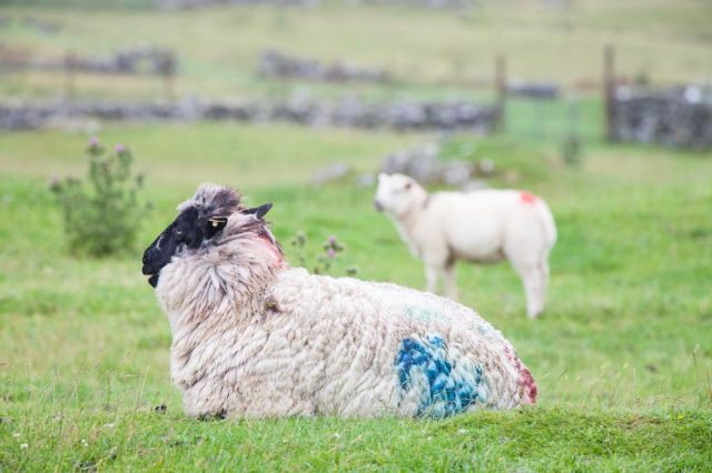 irish sheep livestock animals