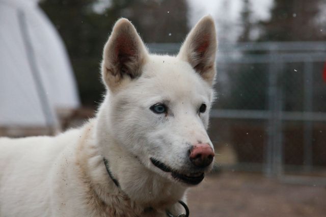 Lead dog sled Churchill Canada