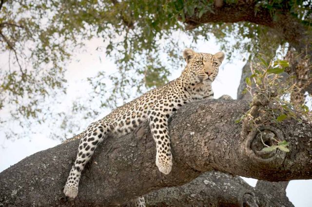 safari kids family wildlife africa