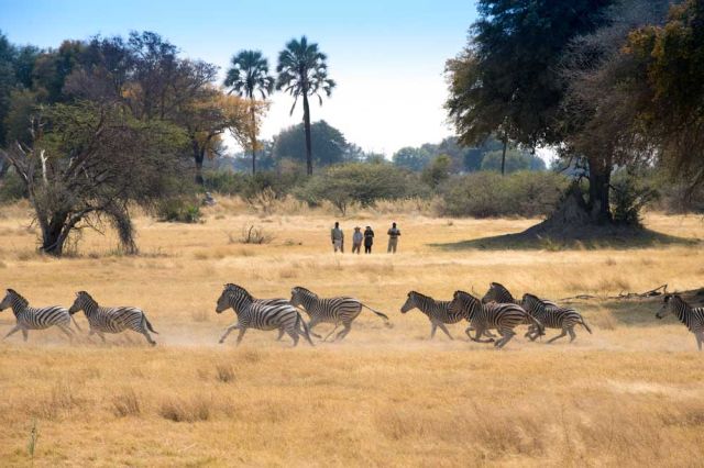 safari kids family wildlife africa
