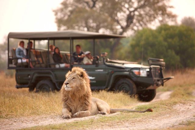 safari kids family wildlife africa