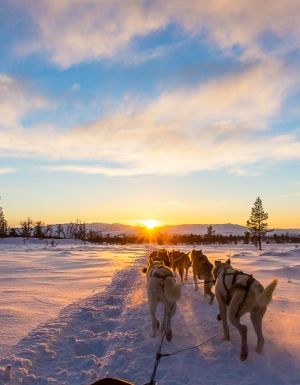 Dog sledding Churchill Canada