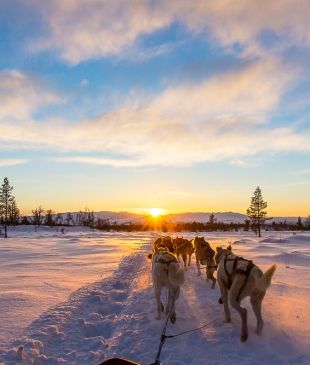The dog-sledding dilemma: should I or shouldn’t I?