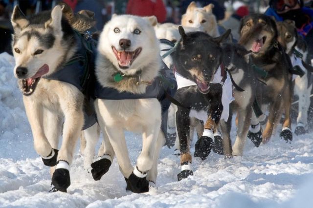 Dog sled protective booties