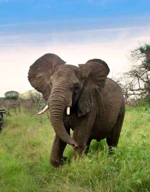 safari kids family wildlife africa