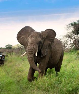 The best family-friendly African safari for kids