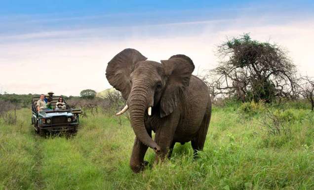 safari kids family wildlife africa