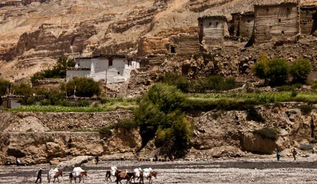 Nepal mustang history