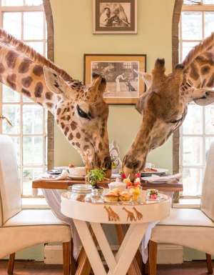 Giraffe Manor Rothschild Nairobi