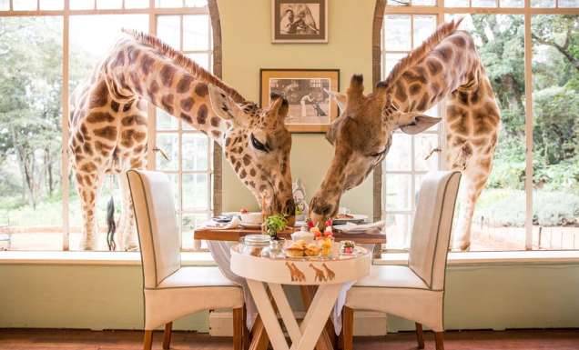 Giraffe Manor Rothschild Nairobi