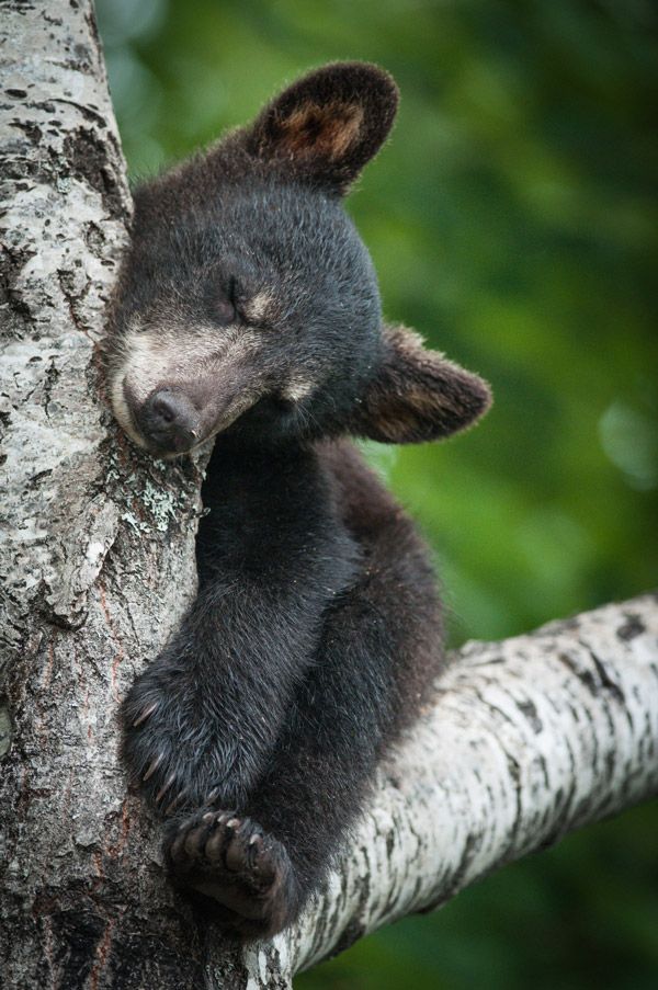 A black bear cub resting in a tree. 