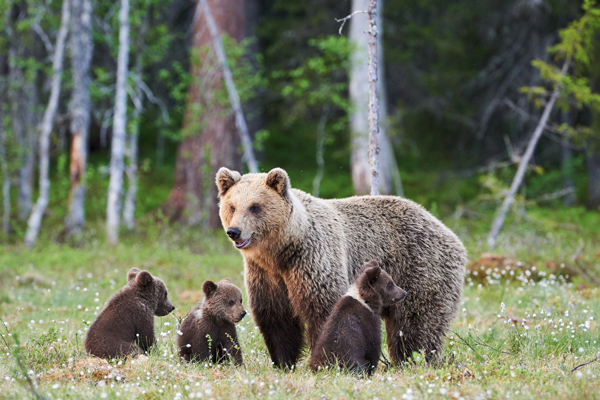 A grizzly bear with her cubs.