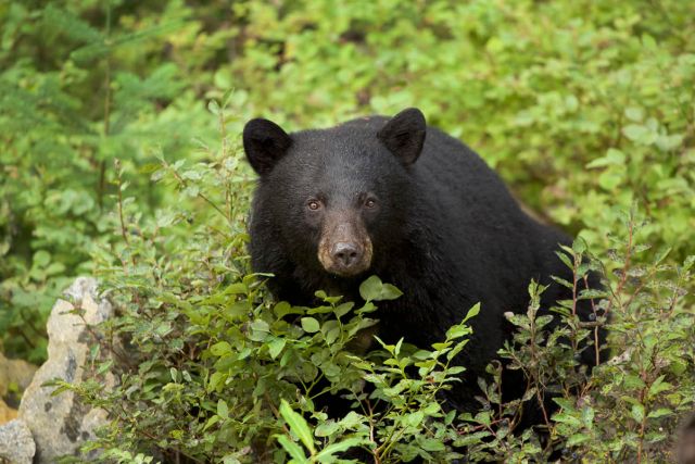 Black bears in Whistler, Canada.