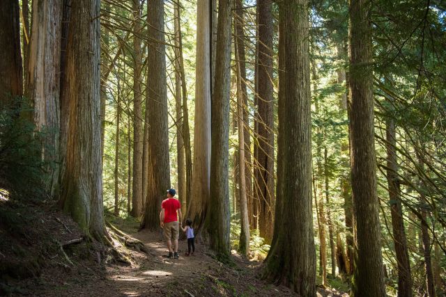 Hiking to Cheakamus Lake, Whistler.