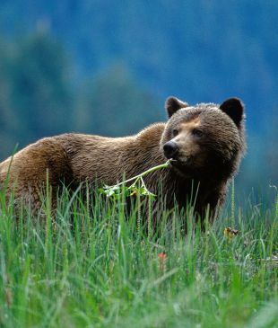 What you need to know about Canada’s beautiful bears