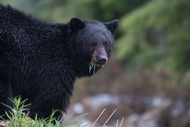 Black bear in Whistler's backcountry, Canada.