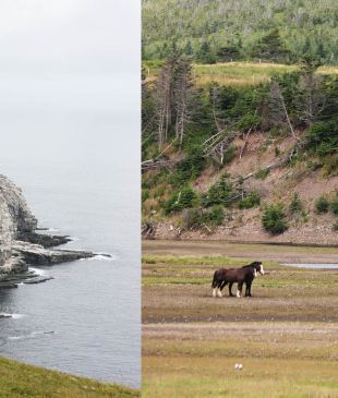 In search of moose on Newfoundland’s Avalon Peninsula