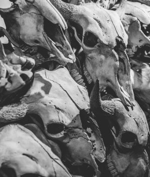 Man vs buffalo: A legacy of Alberta’s Plains People