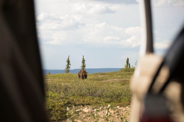 Grizzly bear Dempster Highway Yukon