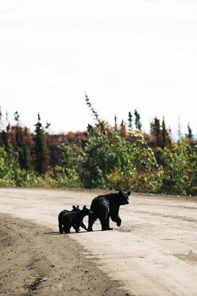 Yukon roads wildlife black bear
