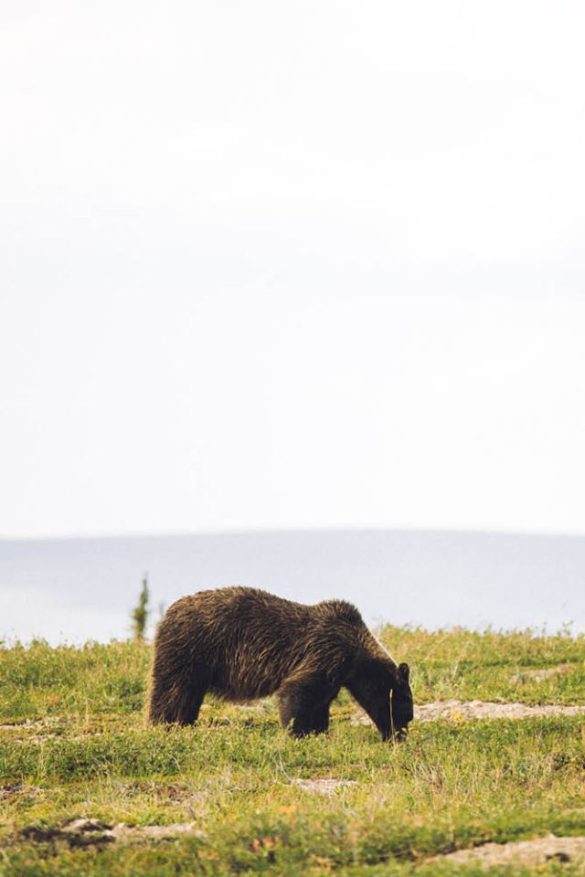Grizzly bear Yukon
