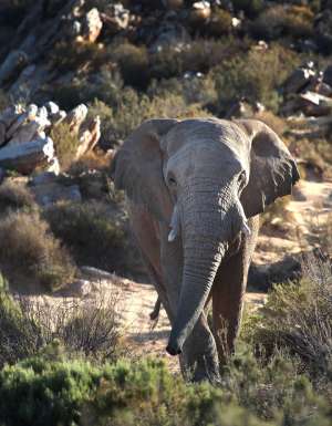 african safari animals nature lions zebras elephants game tours see