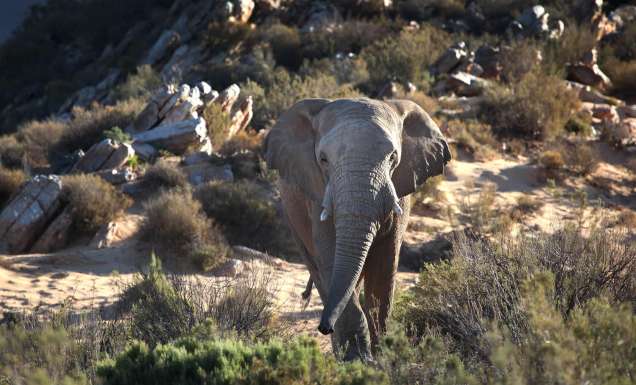 african safari animals nature lions zebras elephants game tours see
