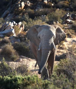 The daytrip safari: Africa’s Big 5 the easy way?