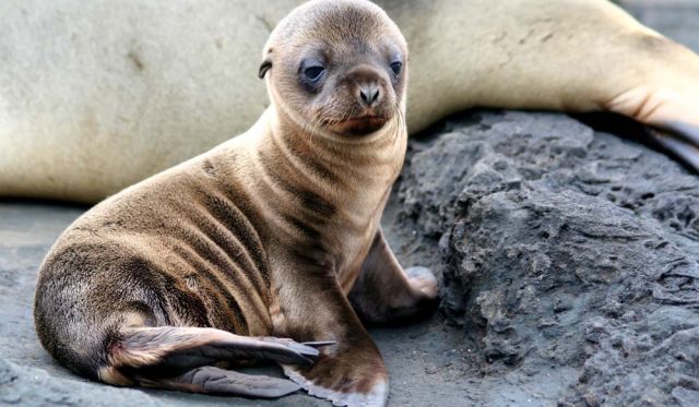 Galapagos island fauna flora sights travel adventure