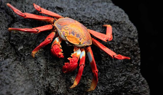 Galapagos island fauna flora sights travel adventure
