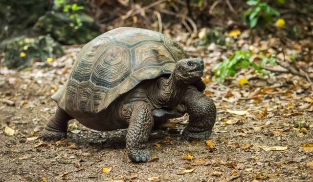 Galapagos island fauna flora sights travel adventure