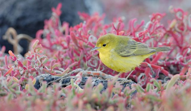 Galapagos island fauna flora sights travel adventure